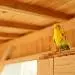 Tweety