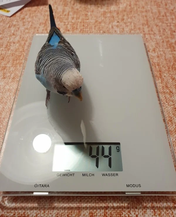 Wellensittich-Bild: Gewicht passt..