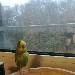 Blue das gerupfte Huhn