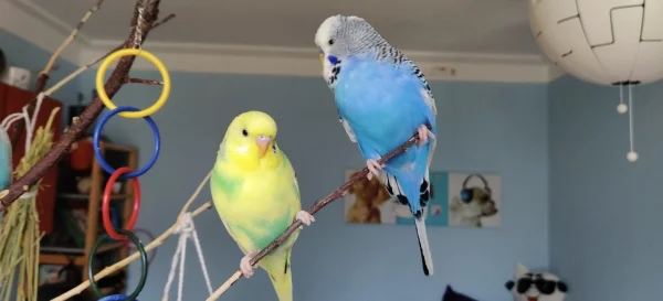 Wellensittich-Bild: Cookie und Haruka (ehemals Bella) singen sich auf dem Baum an.