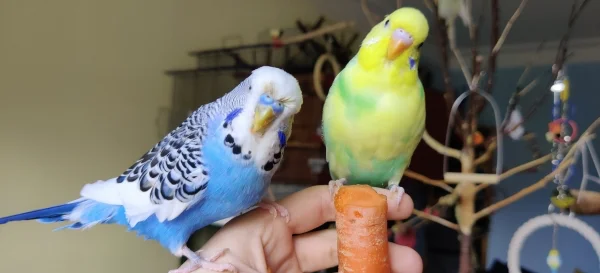 Wellensittich-Bild: Cookie und Haruka finden Fenstergucken interessanter als die Karotte!