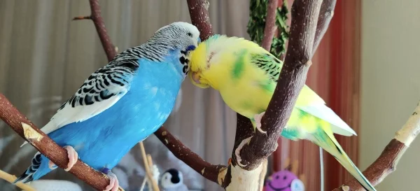Wellensittich-Bild: Cookie putzt seinem Partner Haruka den Kopf. Er scheint es zu genießen!