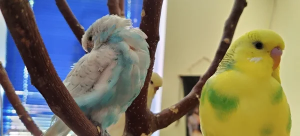Wellensittich-Bild: Mahrukh ruht sich aus, Haruka starrt mit großen Augen die Kamera an und Jenny beobachten von weiter hinten.
