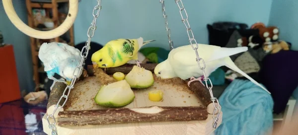 Wellensittich-Bild: Mahrukh, Haruka und Jenny sitzen zusammen auf der neuen Hänge-Plattform, die ich letztes Wochenende gekauft habe. Dort knabbern sie zusammen Hirse und Zucchini (frisch aus dem eigenen Garten!).
Zuerst habe ich mich um Mahrukh gesorgt, da ich dachte, er könne die Plattform nicht erreichen. Aber wie sich herausgestellt hat, ist der Kleine so geschickt im Klettern und Springen geworden, dass er es ohne jegliche Hilfe von mir 
super hinbekommt!