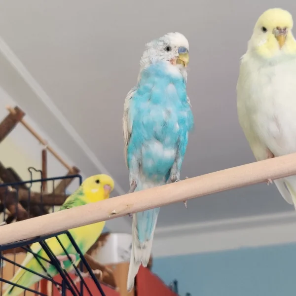 Wellensittich-Bild: Mahrukh posiert schön für die Kamera. 
Währenddessen guckt Haruka ihn an, während er Jenny anguckt, die wiederum mich anguckt.