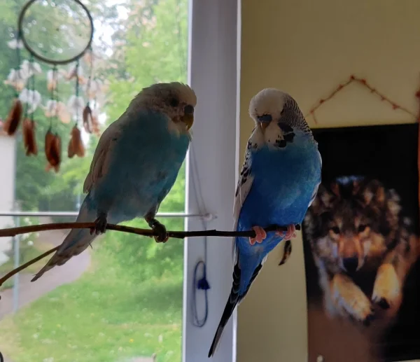 Wellensittich-Bild: Mahrukh (L) und Cookie (R) sitzen gemeinsam auf dem Baum, was allerdings eher ein seltener Anblick ist, da sie sich gerne mal zanken.