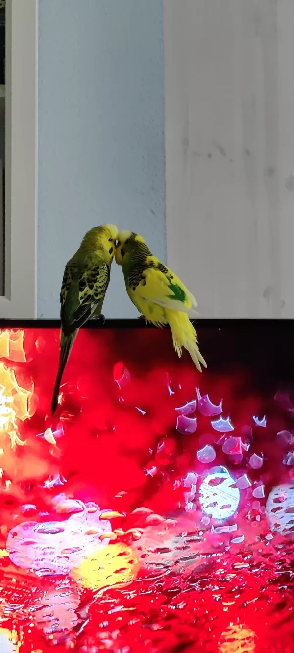 Wellensittich-Bild: Ein süßes Bild von Nougat (links) und Happy (rechts), das entstand während sie auf meinem Fernseher zusammen gesungen haben.
