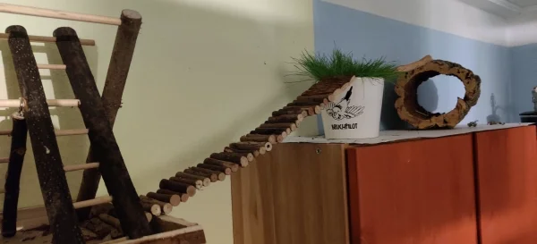 Wellensittich-Bild: Wir haben für unseren flugunfähigen Patienten Mahrukh eine Brücke gekauft, mit der er jetzt einfacher auf den anderen Schrank kommt.