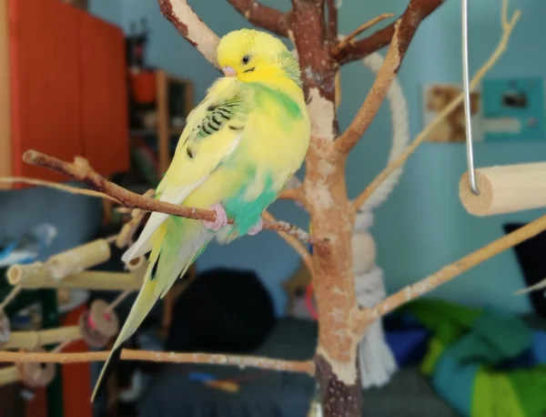 Wellensittich-Bild: Haruka Sitz gemütlich auf dem Baum und macht sich wieder fein.