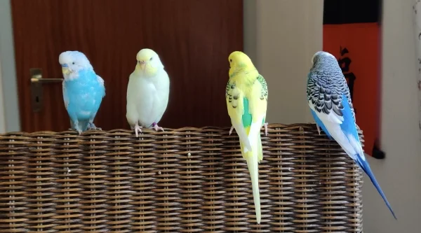 Wellensittich-Bild: Alle Wellis zusammen im Wohnzimmer. Danach war der Stuhl ziemlich dreckig und angeknabbert.

Wellis von Links nach Rechts: Mahrukh, Jenny, Haruka, Cookie.