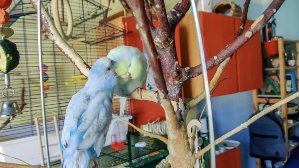 Wellensittich-Bild: Vor ein paar Tagen habe ich gesehen, wie sich die beiden das erste Mal geputzt haben, anstatt sich - wie sonst- an zu zicken. Mittlerweile putzen und füttern sich die beiden ständig und ich sehe sie immer öfter kuscheln.

Jetzt hat jeder im Schwarm jemanden zum kuscheln und knutschen.