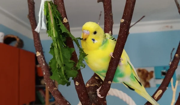 Wellensittich-Bild: Haruka hat sich den Löwenzahn schmecken lassen, den ich den Wellis aus dem Garten geholt habe.