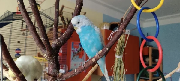 Wellensittich-Bild: Mahrukh sitzt im Baum und beobachtet Jenny.