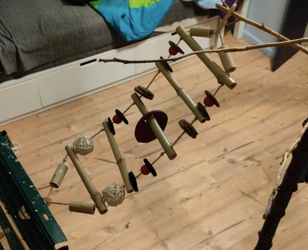 Wellensittich-Bild: Im Zooladen haben wir eine Hängebrücke gekauft, die nun von der Voliere zum Kletterbaum führt.