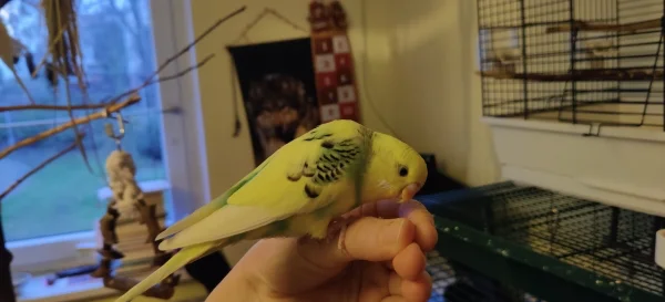 Wellensittich-Bild: Bella sitzt auf meiner Hand und hat mich kurz nach dem Bild mehrfach gezwickt, weil ihr die Hirse runter gefallen ist.