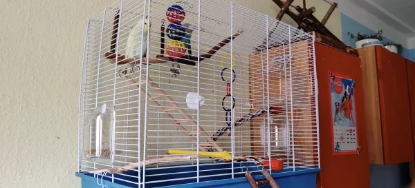 Wellensittich-Bild: Da Jenny es geschafft hat, mich eines Nachts zu Tode zu erschrecken, musste ich einen neuen Käfig kaufen. 

In einer der etwas kühleren Nächte hatte sie es geschafft aus dem Käfig auszubrechen, während das Fenster offen war. Glücklicherweise ist nichts passiert. Allerdings musste ich weiterhin Nachts lüften, daher habe ich schnell einen neuen, ausbruchsicheren Käfig gekauft.

Er dient nur als Schlaf- und Futterplatz (oder wenn wer möchte auch als Spielplatz) für Jenny und Mahrukh. Ansonsten sind sie fast den ganzen Tag mit den anderen beiden draußen.