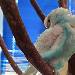 Ruhiger Tag im Vogelzuhause