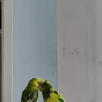 Nougat & Happy: First Kiss 