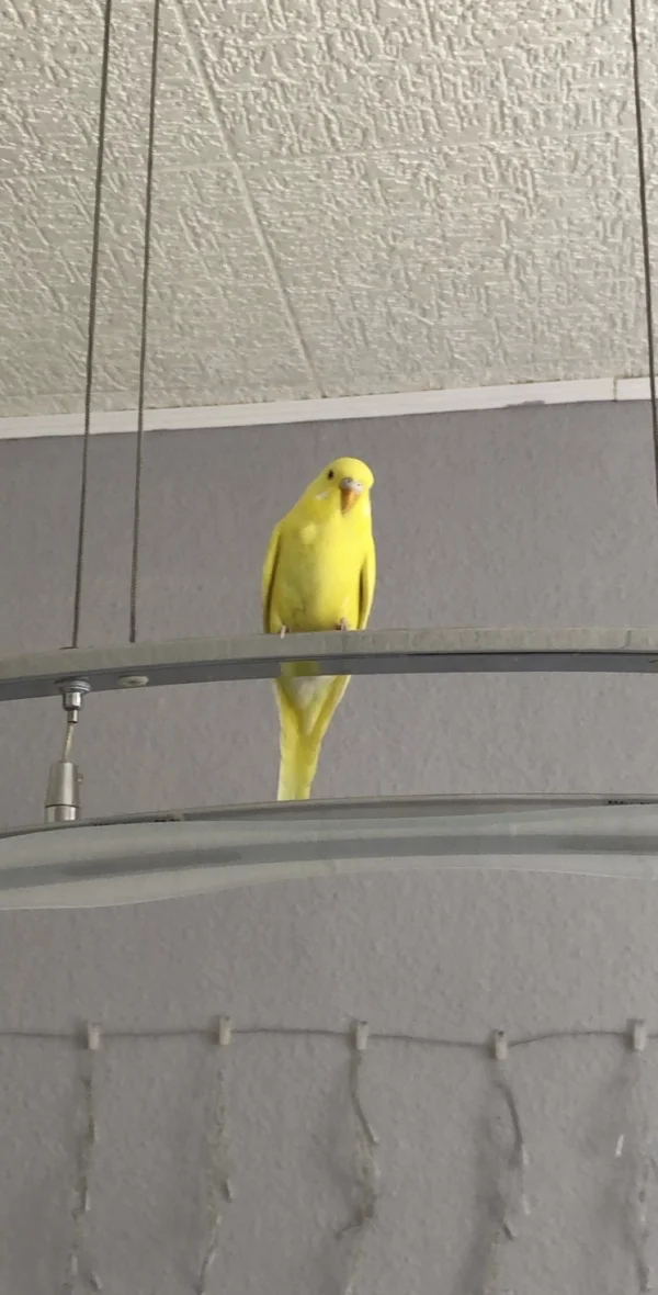 Wellensittich-Bild: Hier saß Jiminy am liebsten, bevor wir die Lampe leider abbauen mussten.