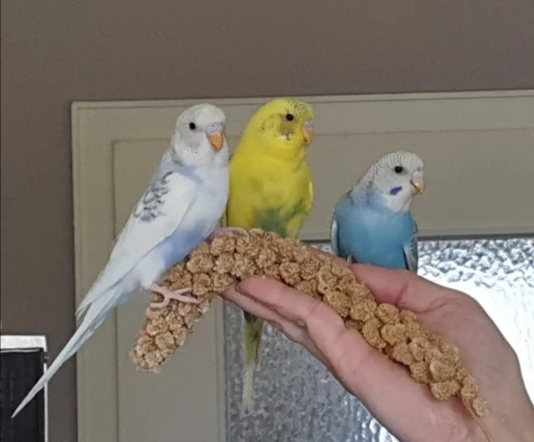Wellensittich-Bild: Rieke, Fiete und Fenja unsere drei Draufgänger 