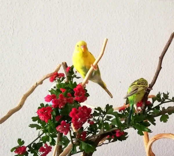 Wellensittich-Bild: Na, wer findet die versteckte Fenja? 