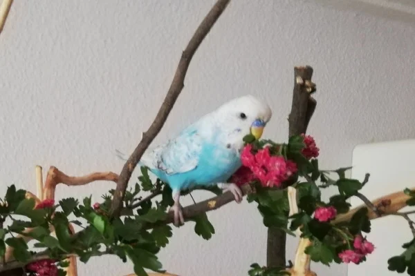 Wellensittich-Bild: Hmmm, der Rotdorn ist ja genauso lecker wie der Weißdorn