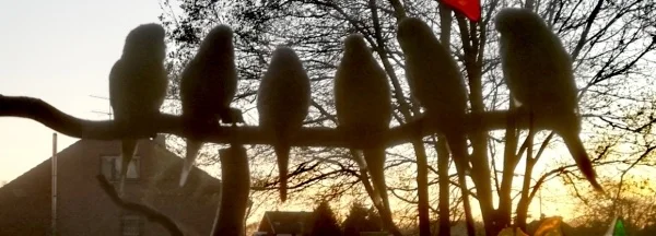 Wellensittich-Bild: Gemütlich den Abend am Fensterplatz ausklingen lassen bevor es ins Bettchen geht 