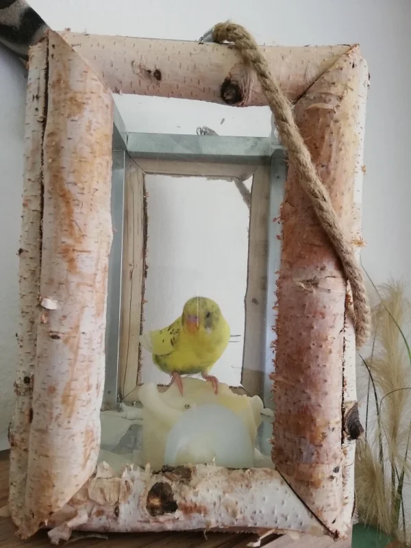 Wellensittich-Bild: Das passiert wenn kleine Vögelchen zu tief ins (Kerzen-)Glas schauen.. 
Fiete ist ausversehen in dem Glas gelandet und dann auch sofort ohne Probleme wieder raus geflogen. Das glas wurde danach in einen anderes Zimmer gestellt.