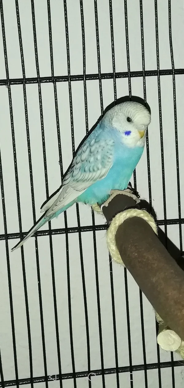 Wellensittich-Bild: Da muss man sich doch einfach verlieben <3