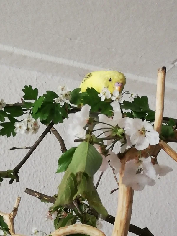 Wellensittich-Bild: Fiete unser kleiner Zerstörer :) 