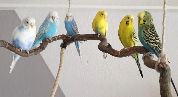 Wellensittich-Bild: v. links n. rechts: Rieke, Piet, Fenja, Fiete, Wiebke & Tamme