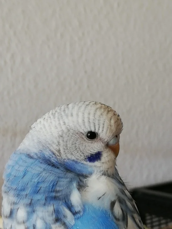 Wellensittich-Bild: Meine kleine Fenja ganz verträumt 