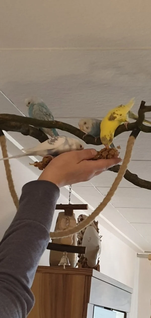 Wellensittich-Bild: Fliegen ist noch ganz schön anstrengend, da kommt die Hirse gerade recht :). Leider etwas unscharf geworden. 
