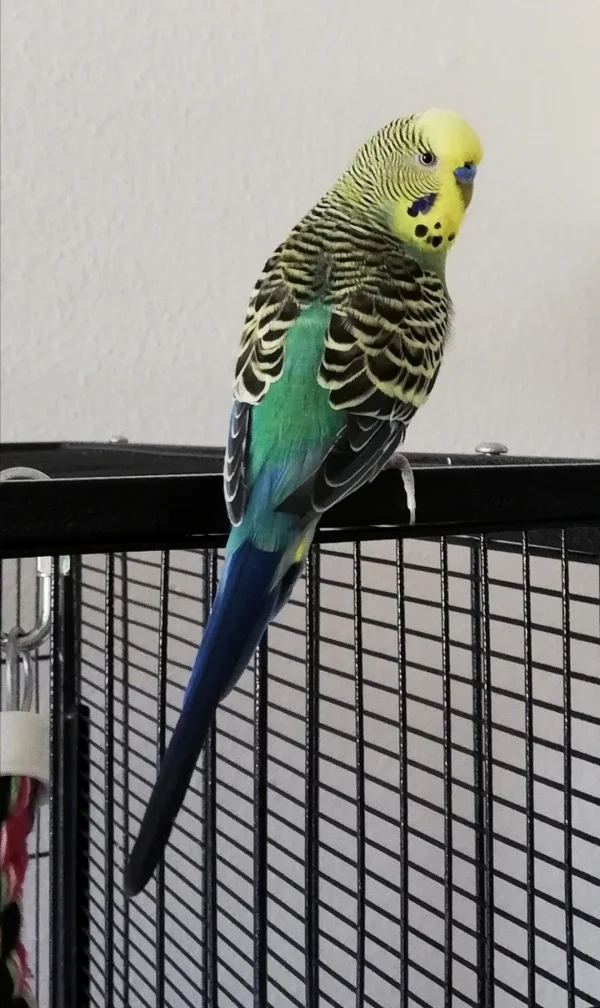 Wellensittich-Bild: Nie hätte ich gedacht, dass diese kleinen Vögel einem soo viel geben können <3