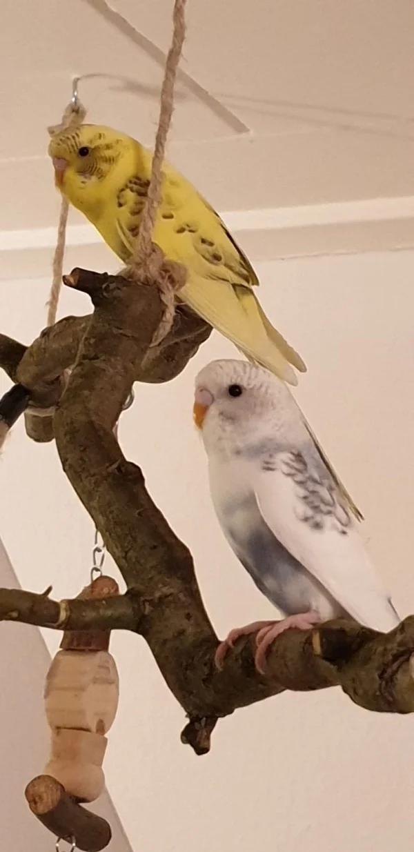 Wellensittich-Bild: Unsere zwei Scheckenmäuse Fiete und Rieke 
