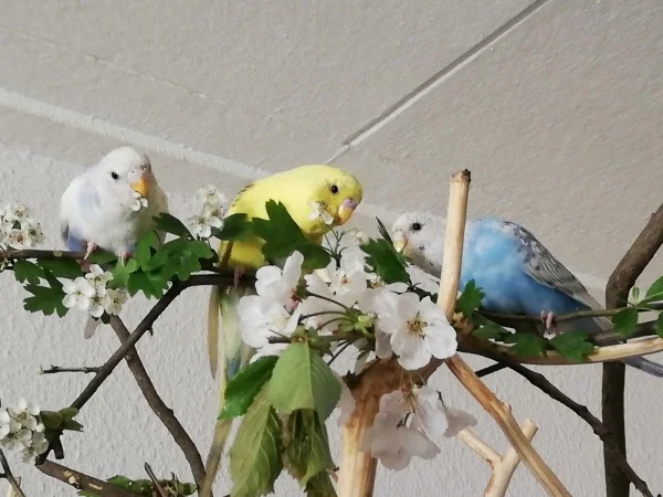 Wellensittich-Bild: Die 3 Youngster beim Zerstören von Muttis schöner Deko :) 