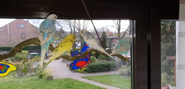 Wellensittich-Bild: Neuer Lieblingsplatz der Raketen-Rocker, der Schaukel-Ast am Fenster. 