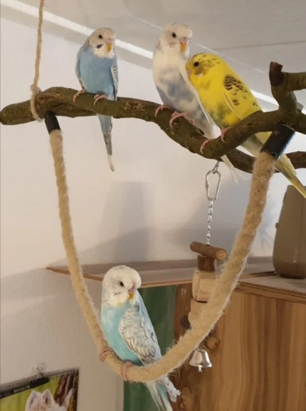 Wellensittich-Bild: Erster Freiflug zu viert. Von links nach rechts: Fenja, Rieke, Fiete und unten unser Piet. 