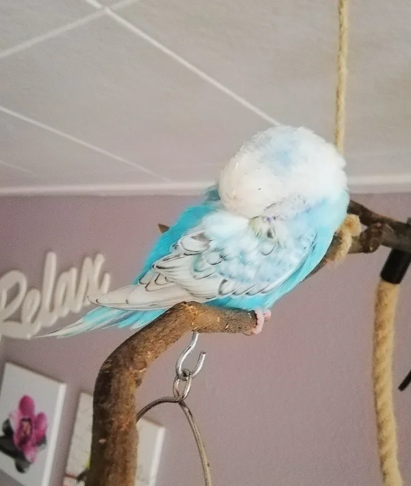 Wellensittich-Bild: Unser Pietchen beim Mittagschlaf 