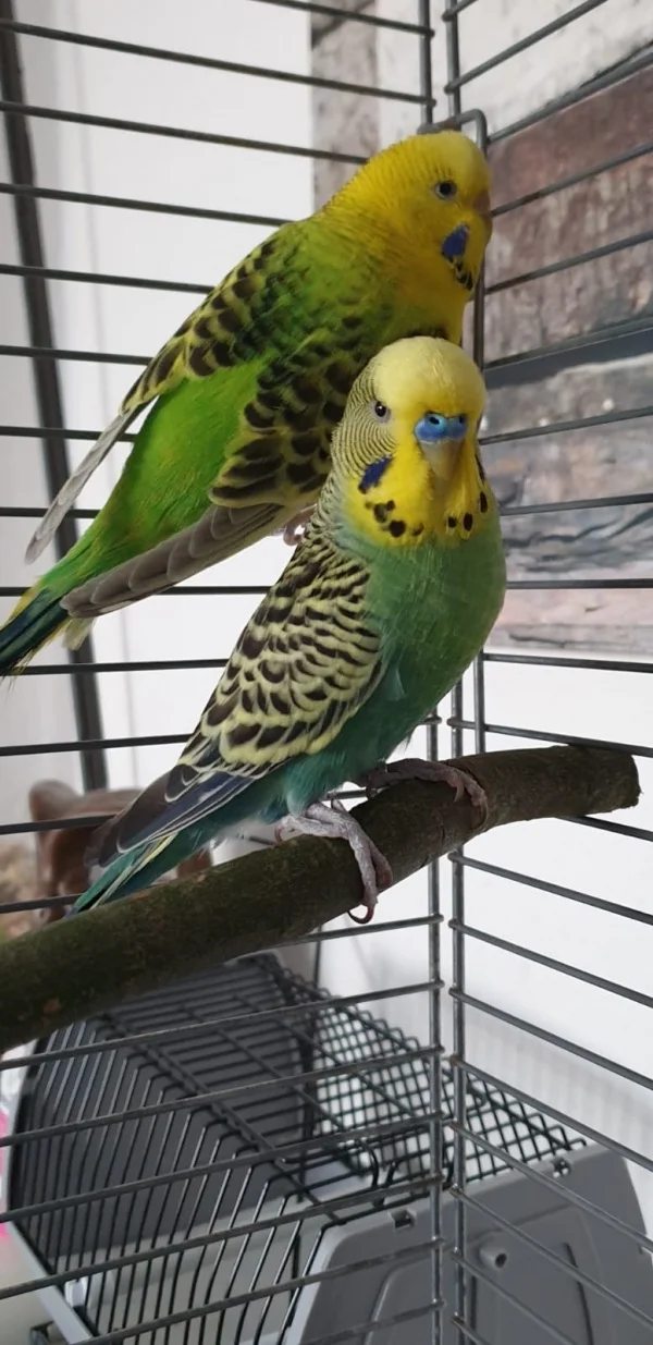 Wellensittich-Bild: Stolz und mutig steht Tamme da vor seiner Wiebke <3