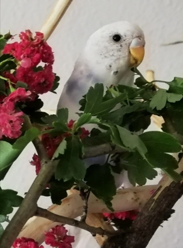 Wellensittich-Bild: So lieb und unschuldig schaut meine kleine freche Hexe da hinter den Blüten hervor. 