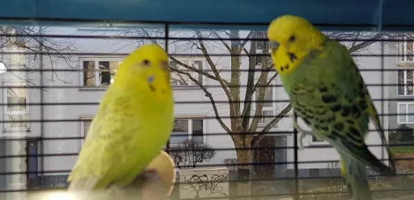 Wellensittich-Bild: Ein Gelbkopfpärchen aus Hannover..