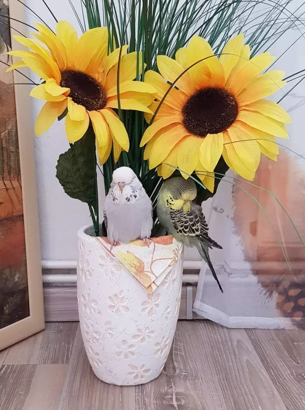 Wellensittich-Bild: Bella (grau) durfte endlich bei Bibo einziehen ❤ Bella ist Süsse 9 Wochen alt und Bibo ist 14 Wochen alt. Bibo ist noch sehr kritisch Bella gegenüber obwohl Sie sich solche Mühe macht und wirklich total lieb zu Bibo und mir ist. Aber das wird schon noch .. hoffe ich.