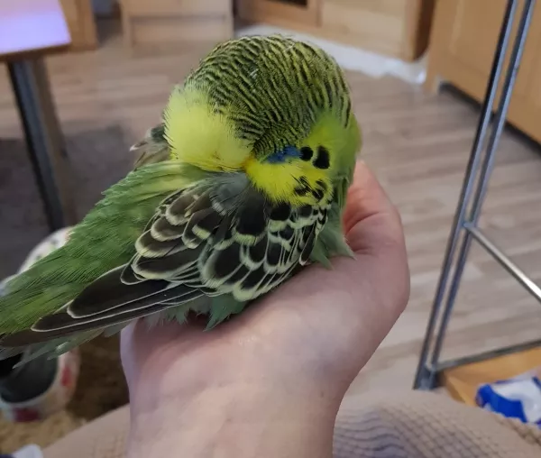 Wellensittich-Bild: Bibo braucht immernoch sein Mittagsschlaf bei mir in der Hand.
Da fühlt Er sich Pudelwohl und beschützt ❤