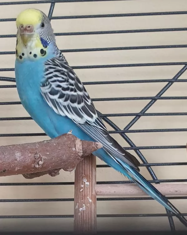 Wellensittich-Bild: fürs Profil