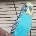 Sheldon