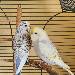Lennard und Penny