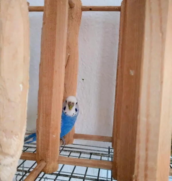 Wellensittich-Bild: Mimi auf Entdeckungstour :)