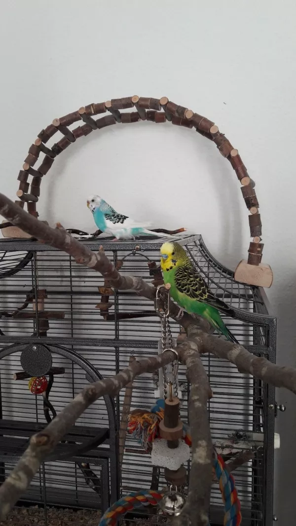 Wellensittich-Bild: Gerne toben die beiden auf dem Käfigdach, oder auf ihren Lieblingsästen (die ich außen angebracht habe) herum :)