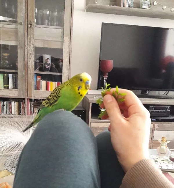 Wellensittich-Bild: Der kleine Frechdachs liebte es auf mir herum zu hüpfen, von einem Knie zum anderen, oder er machte es sich auch einfach mal auf meinem Bauch gemütlich :)